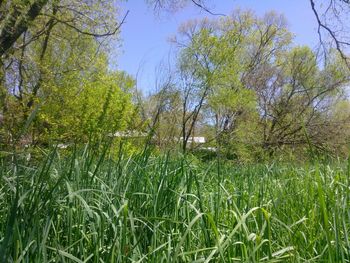 Plants growing on field