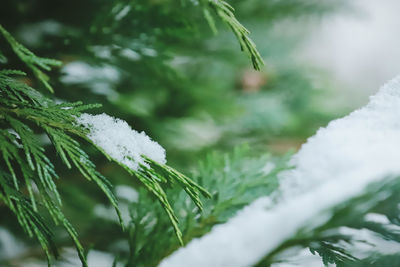 Close-up of frozen plant