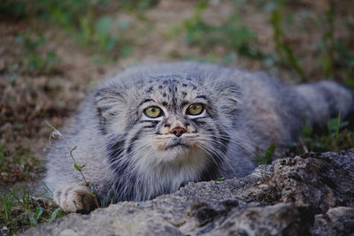 Close-up of cat