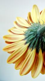 Close-up of yellow flower