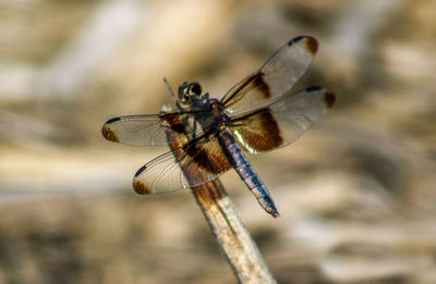 Close-up of damselfly on leaf