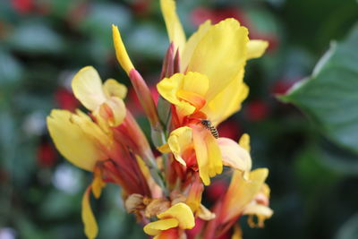 Close-up of insect on yellow flowering plant