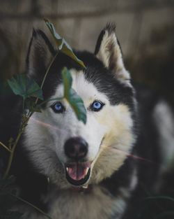 Close-up portrait of a dog