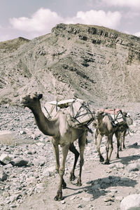 Horse standing on a land