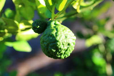 Close-up of kaffir lime on tree during sunny day