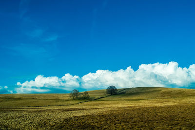 Scenic view of agricultural field against blue sky