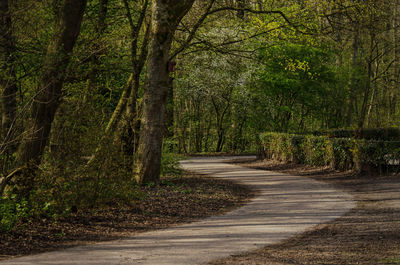 Sand and gravel footpath meandering between the trees in kralingse bos forest 