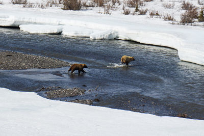 Two dogs on snow covered land