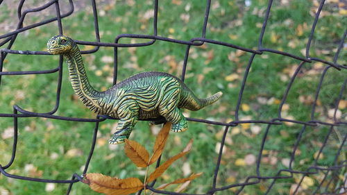 Butterfly on a fence