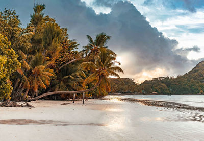 Scenic view of palm trees on beach against sky