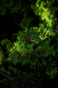 High angle view of lichen growing on tree