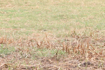 High angle view of dry grass on field