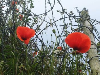 Close-up of red poppy growing on plant