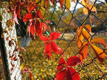 Close-up of red maple leaves on tree