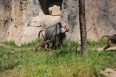 Monkey sitting in a field