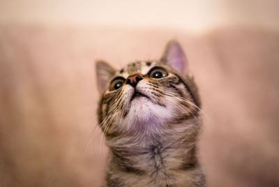 Close-up portrait of a cat looking away