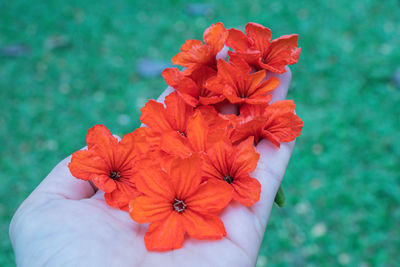 Close-up of red flowering plant