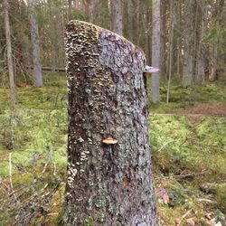 Close-up of tree trunk in forest