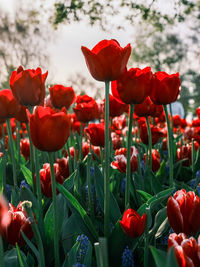 Close-up of red poppy flowers