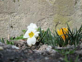 Close-up of white crocus blooming outdoors