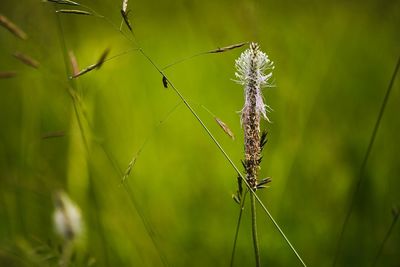 Close-up of insect on plant