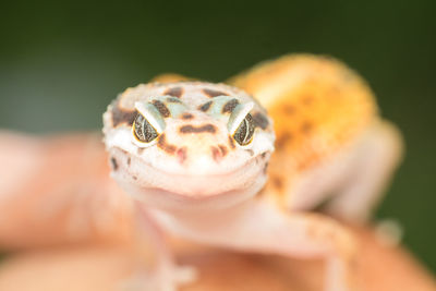 Close-up portrait of a lizard