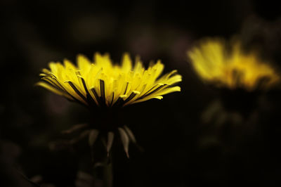 Close-up of yellow sunflower blooming outdoors