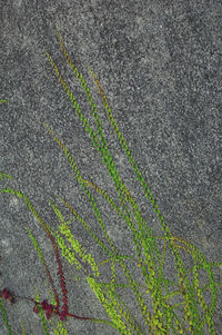 Close-up of plant
