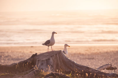 Seagulls perching on tree stump at beach