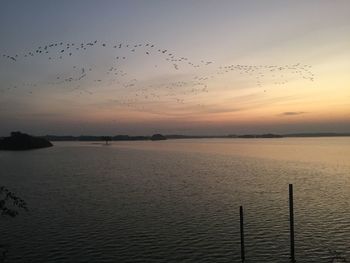 Flock of birds flying over sea against clear sky