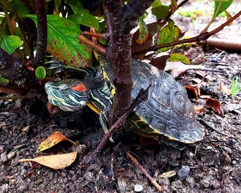 High angle view of shell on field
