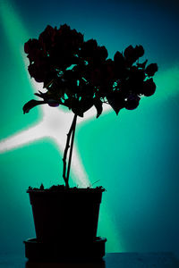 Close-up of potted plant on table against wall