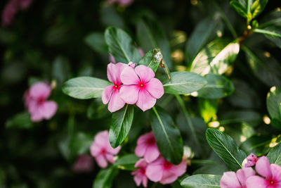 Close-up of pink flowering plant