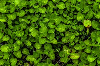 Full frame shot of green leaves