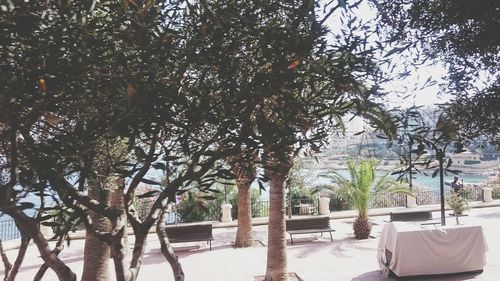 Trees by sea against sky