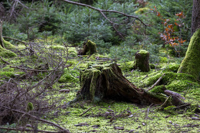 View of monkey sitting on tree trunk