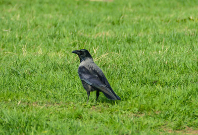 Bird perching on field