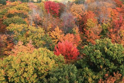 Scenic view of red flowering trees in forest