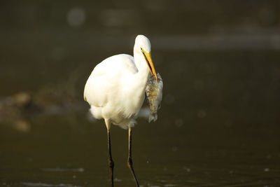 Close-up of bird perching on a lake