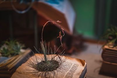 Close-up of potted plant on table at home