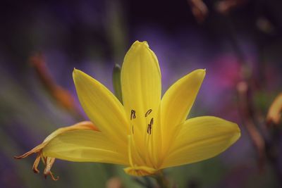Close-up of yellow lily blooming outdoors