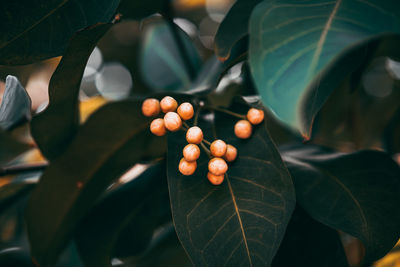 Close-up of berries growing on plant