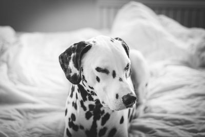 Close-up of dog on bed