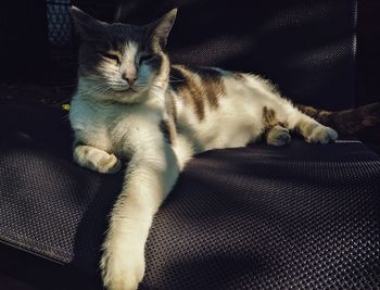 High angle view of cat resting on sofa at home