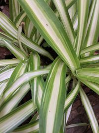 Close-up of fresh green grass