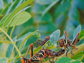 Close-up of ant on plant