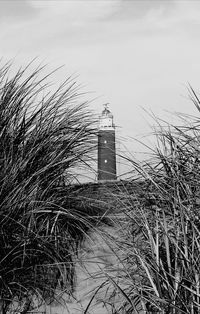 Bare trees against sky