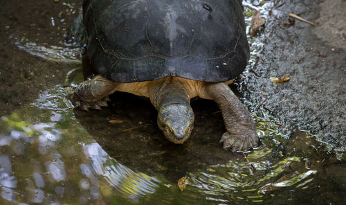 High angle view of tortoise in lake