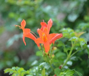 Close-up of orange rose flower