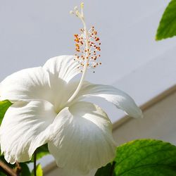 Close-up of white flowers blooming outdoors